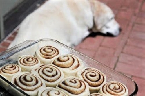 Sweet, tender frosted classic cinnamon rolls - dripping with icing, these cinnamon buns will start your morning on a delicious note! Unbaked classic cinnamon rolls with a yellow lab in the background