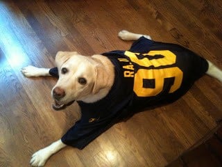 Lambeau, our lab, wearing retro football jersey.