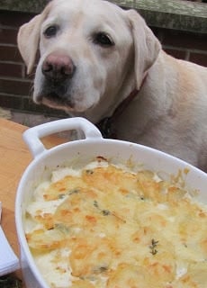 French potato gratin - a rich elegant side dish Lambeau sniffing in the vicinity of the potato gratin