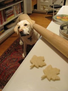 Tips for making the best apple pie recipe Yellow lab looking at the kitchen counter for a treat.