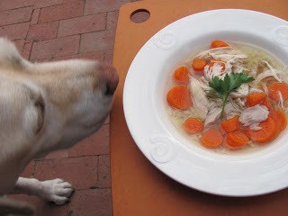 Lambeau sniffing Homemae Chicken Soup with Matzo Balls 