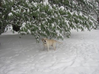 Our first dog, Lambeau, outside on a snowy day.