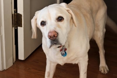 Our yellow lab looking at the camera