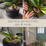 tips and tricks for repotting an orchid